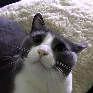 Socks the cat